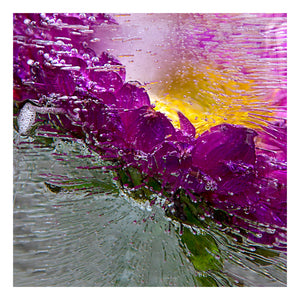 'Aster-oid' - Frozen Flowers