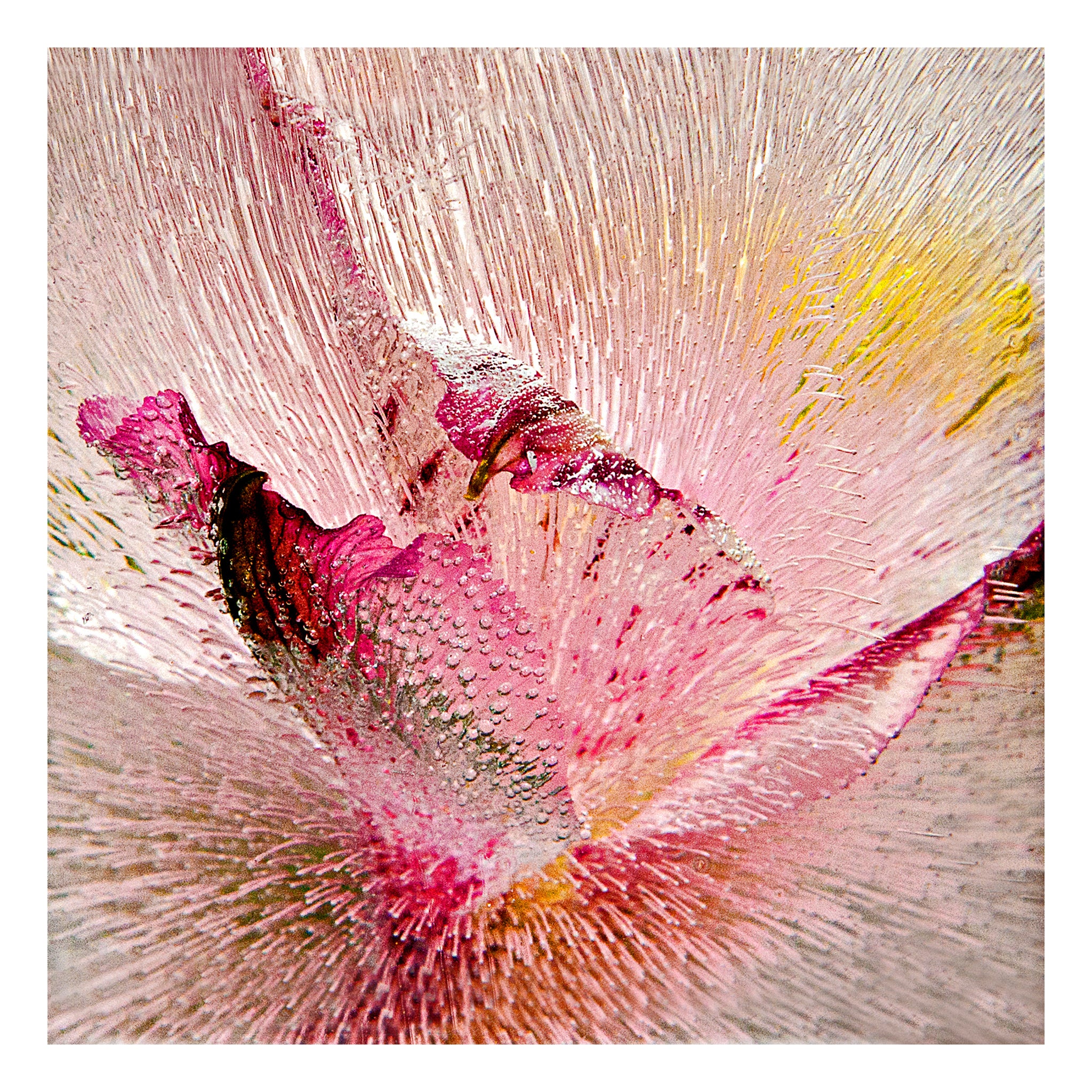 Mynd\'s i \'Cryogenic Bloom\' - Frozen Flowers Photograph – Ginny Fobert