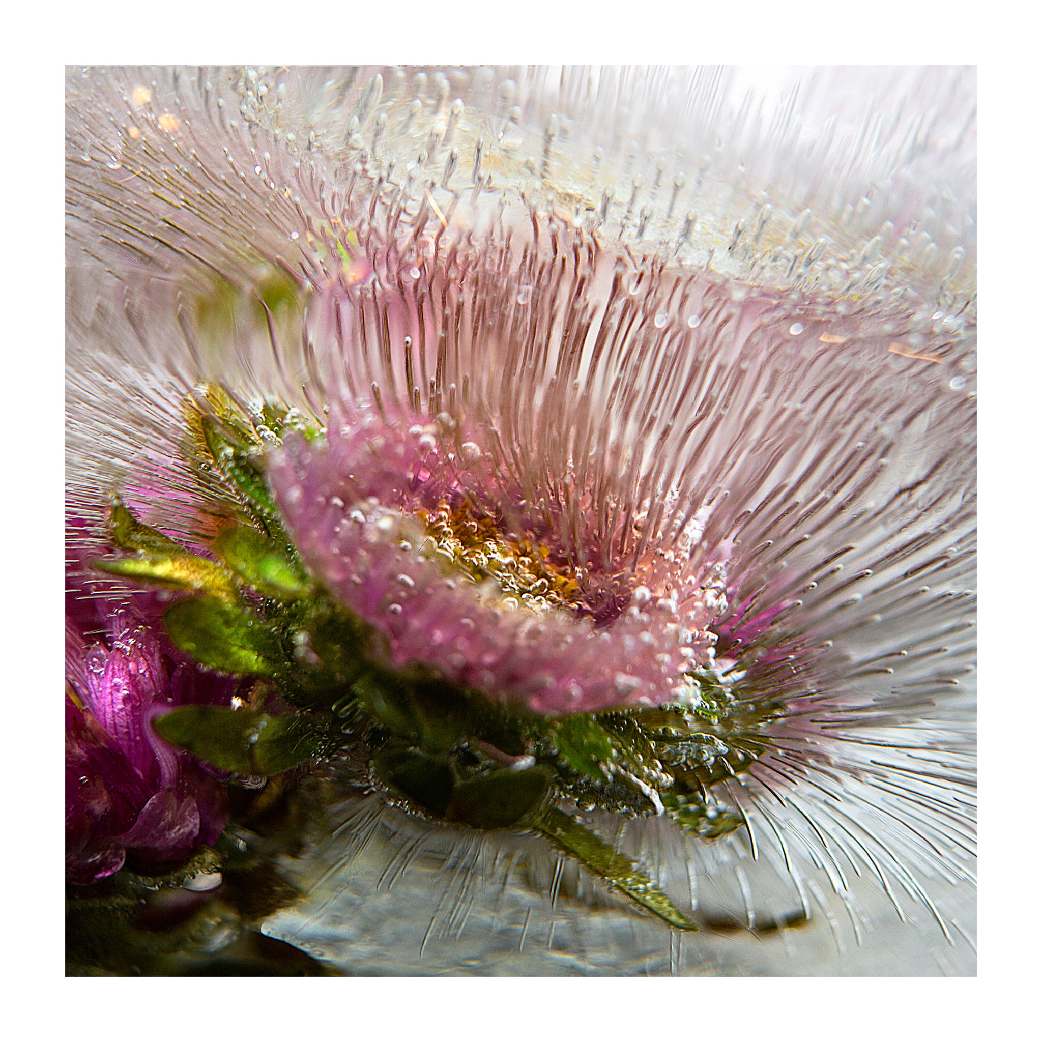 'Flor - Essence' - Frozen Flowers