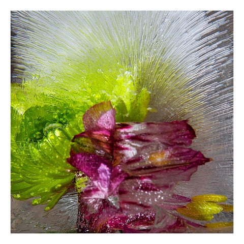 'Lime Punch' - Frozen Flowers