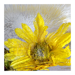 'Mellow Yellow' - Frozen Flowers