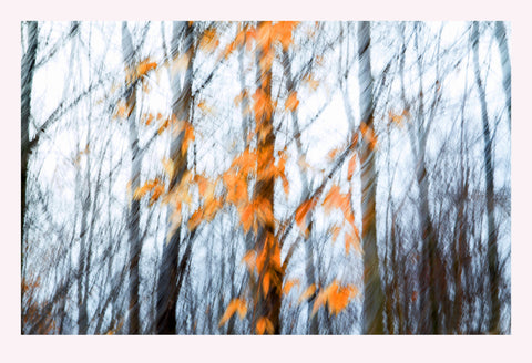 'Autumn Wind' - Intentional Camera Movement