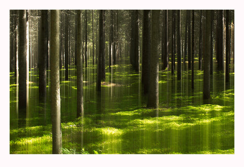 'Emerald Forest' - Intentional Camera Movement