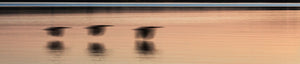 'Geese in Flight' - Intentional Camera Movement
