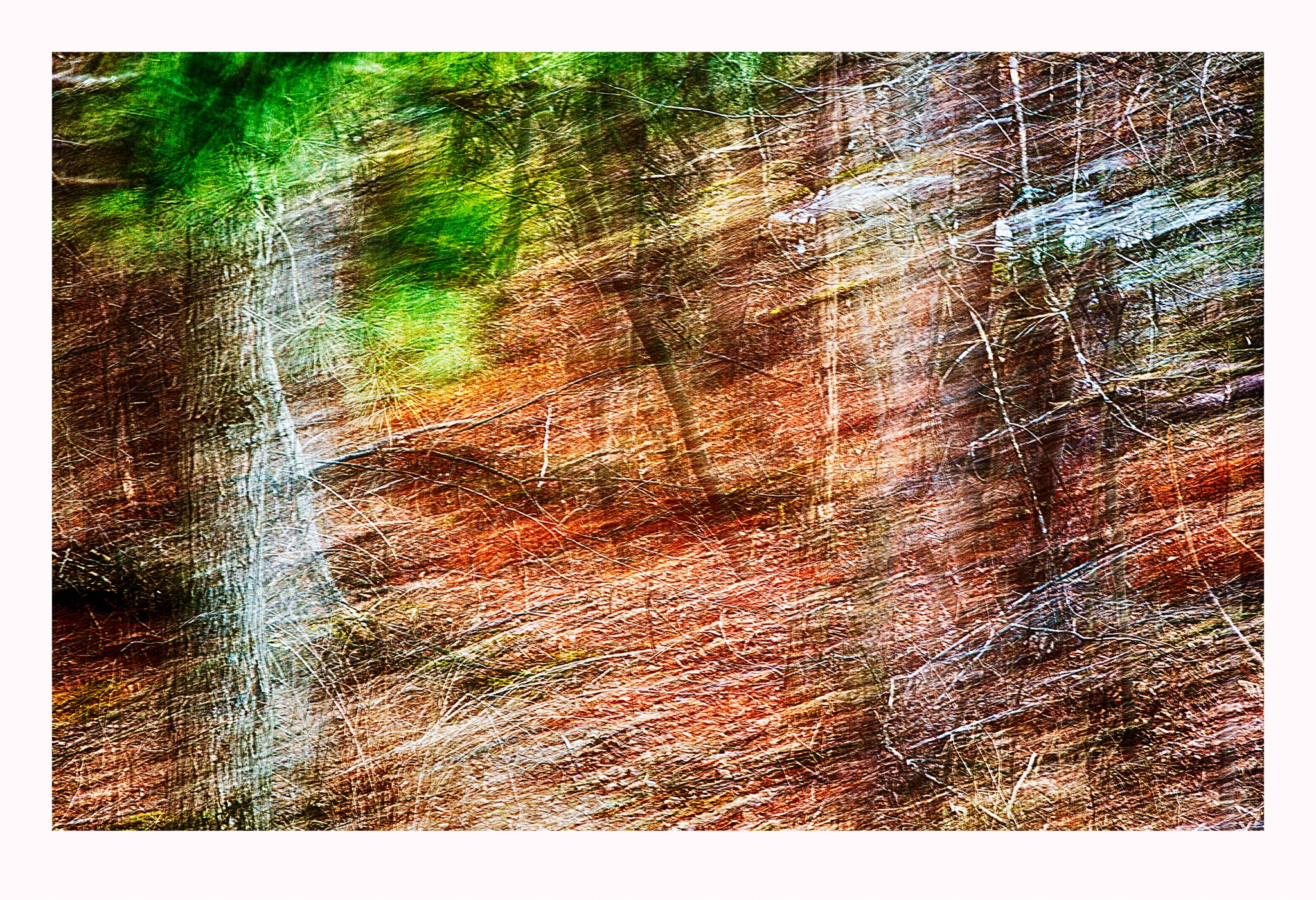 'Mysterious Woods' - Intentional Camera Movement