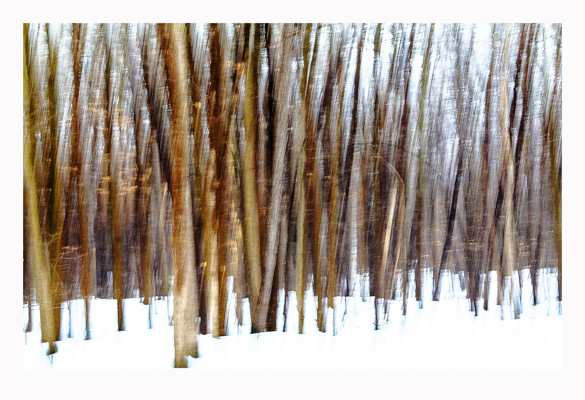 'Silver Woods' - Intentional Camera Movement
