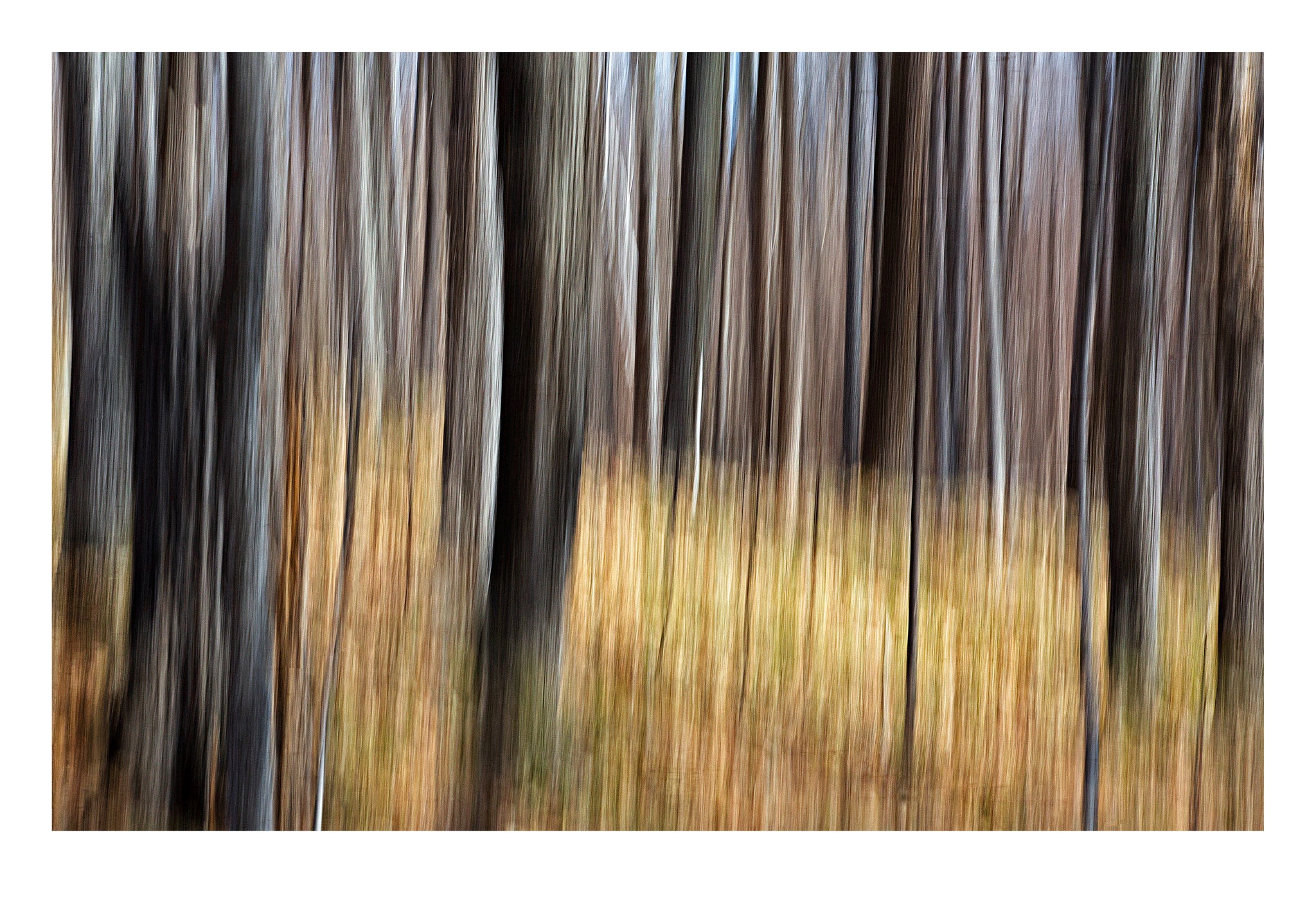 'The Forest' - Intentional Camera Movement