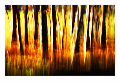 'Woods Behind My House' - Intentional Camera Movement