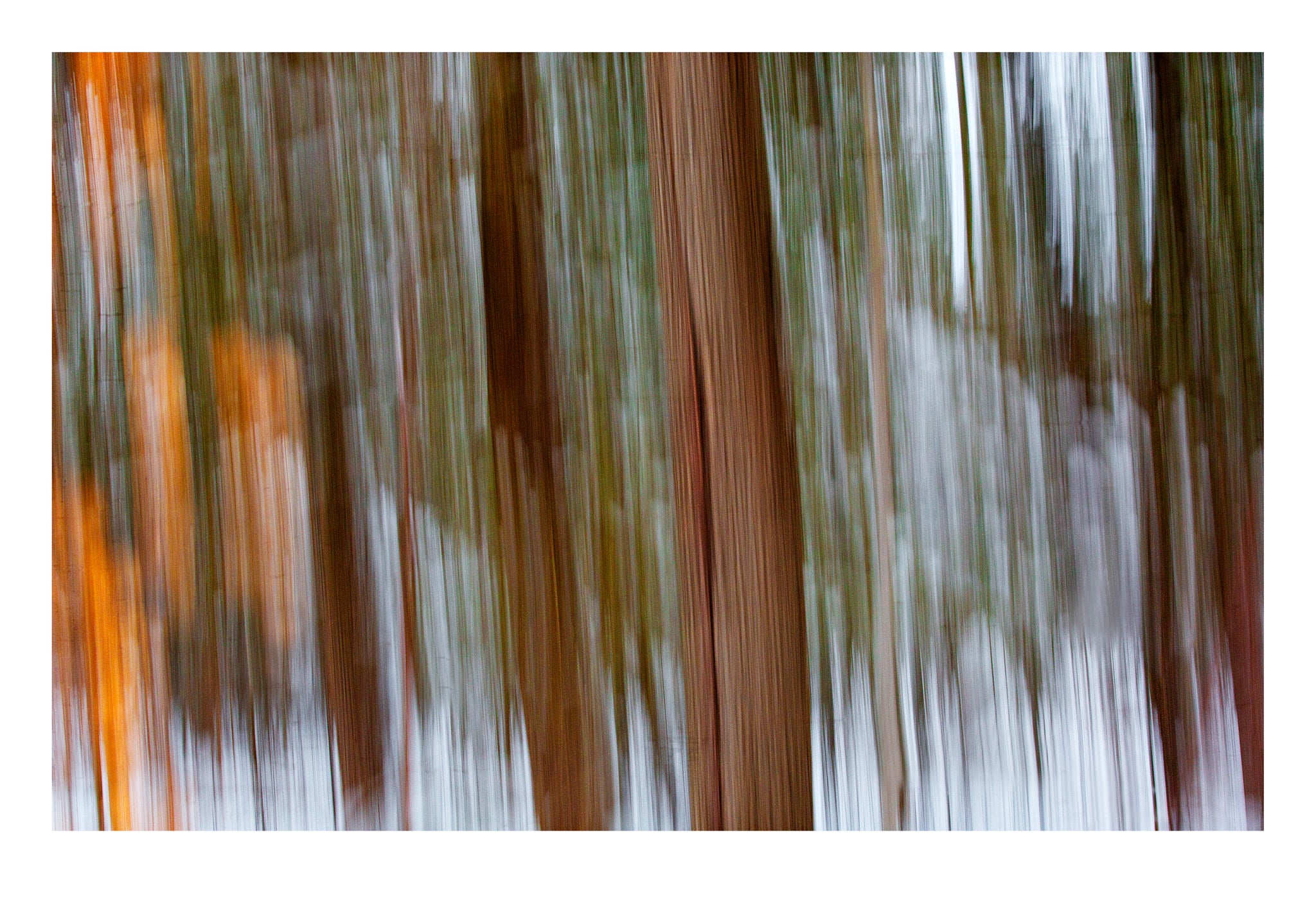 'Into the Woods' - Intentional Camera Movement