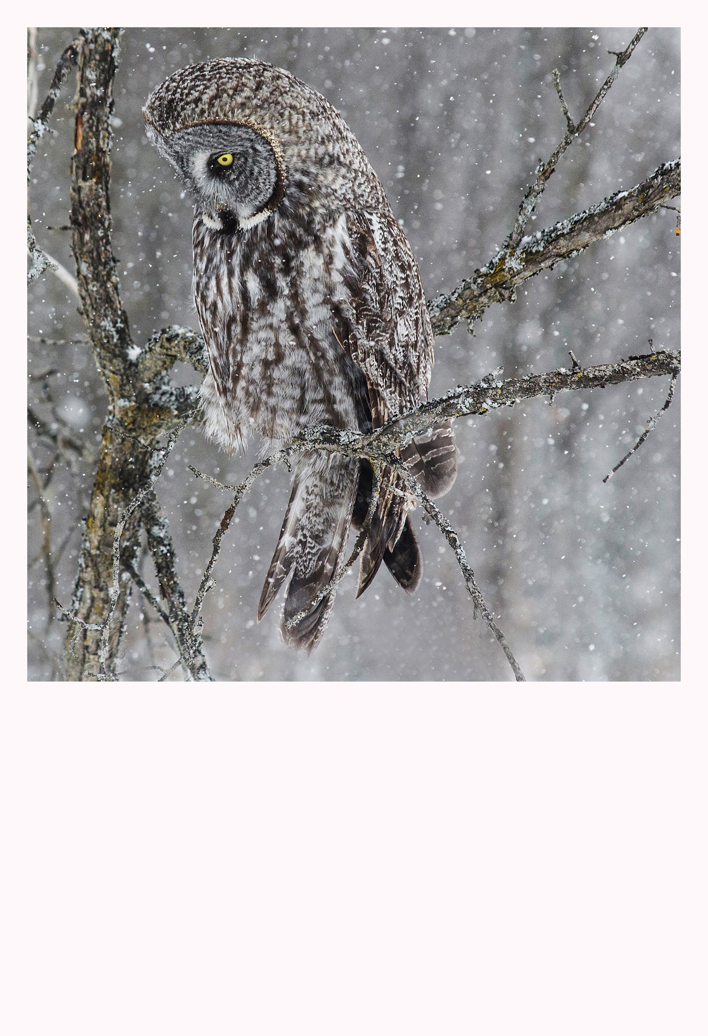 'Watchful Eye II' - Owls