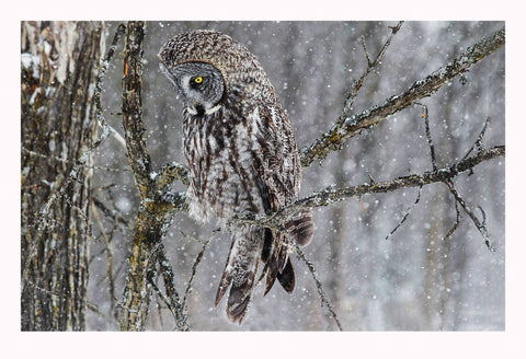 'Watchful Eye' - Owls